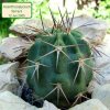 Acanthocalycium_ ferrarii_ 01